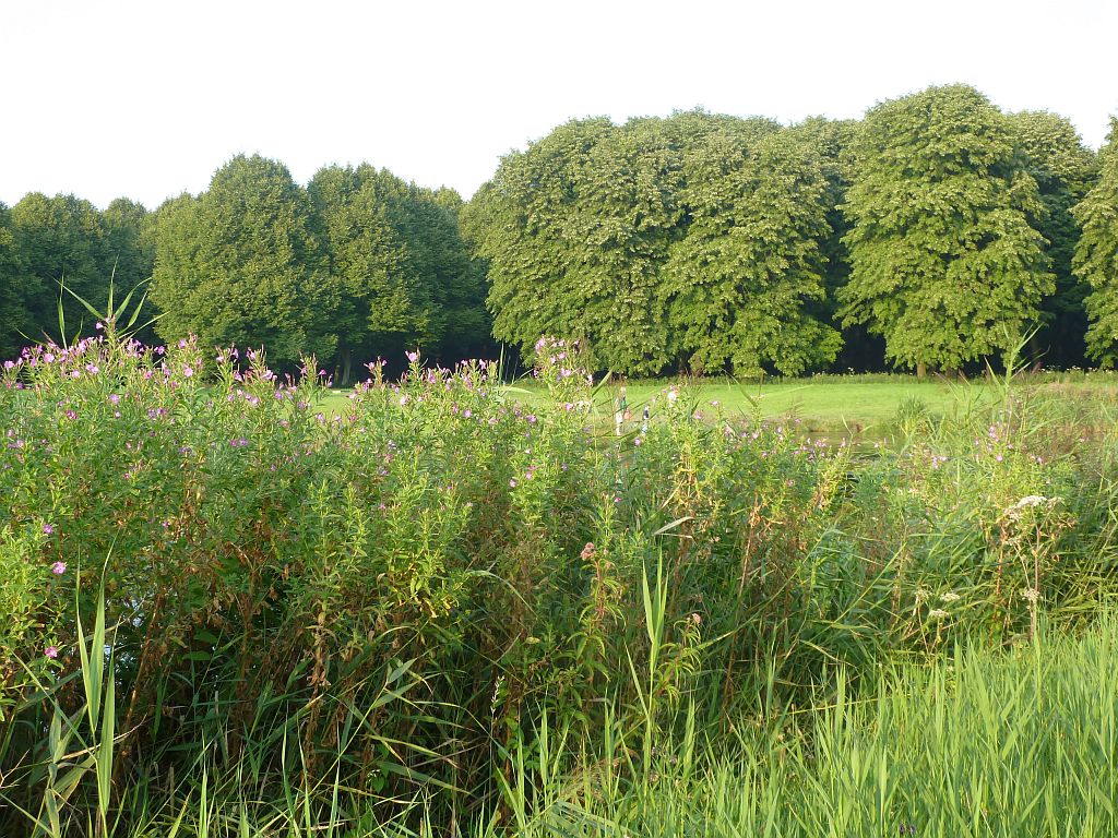 Speelweide - Amsterdam