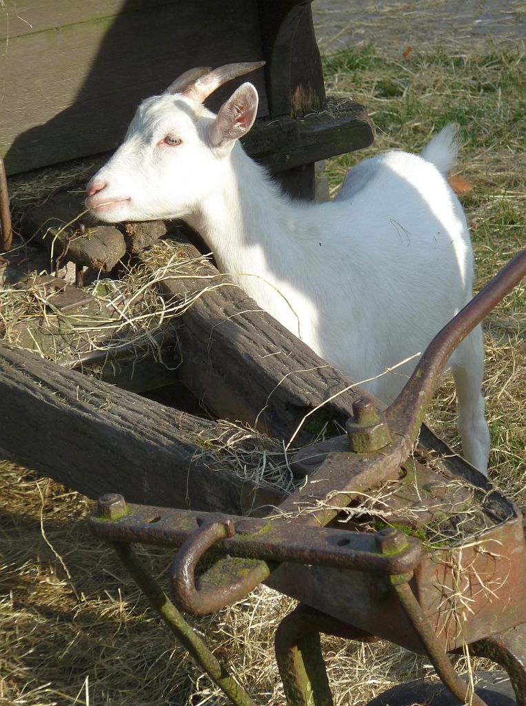 Geitenboerderij Ridammerhoeve - Amsterdam