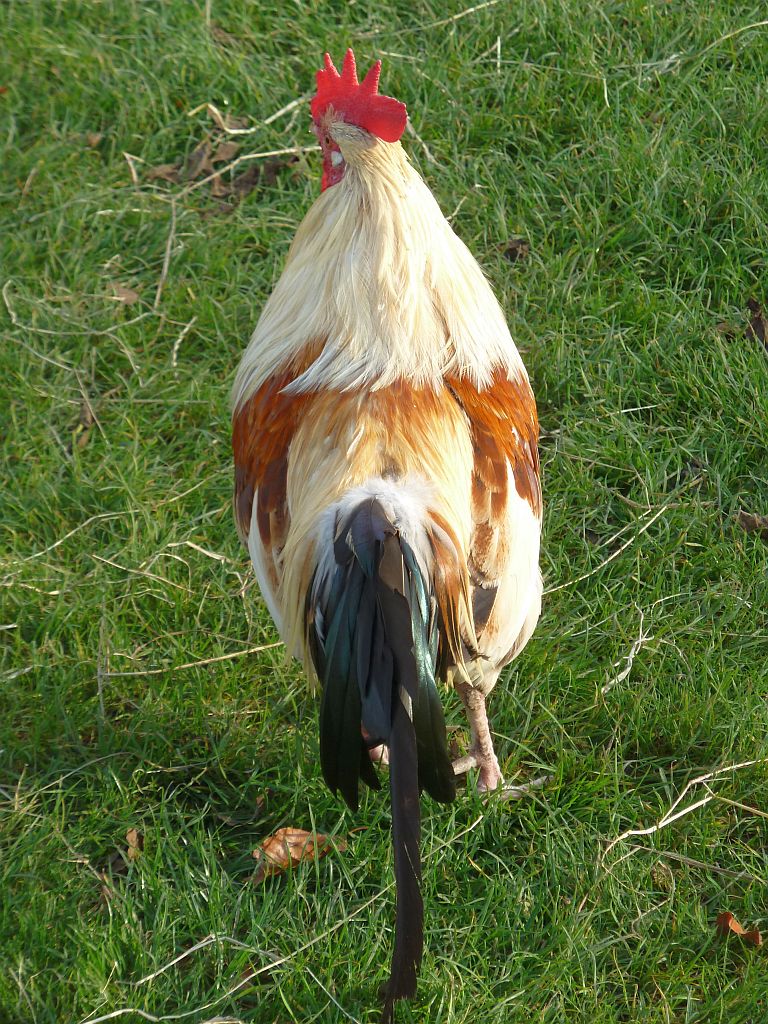 Geitenboerderij Ridammerhoeve - Amsterdam