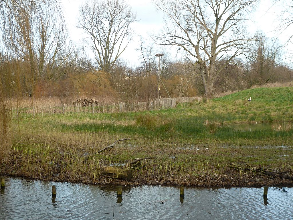 Schapenweide - Ooievaars - Amsterdam