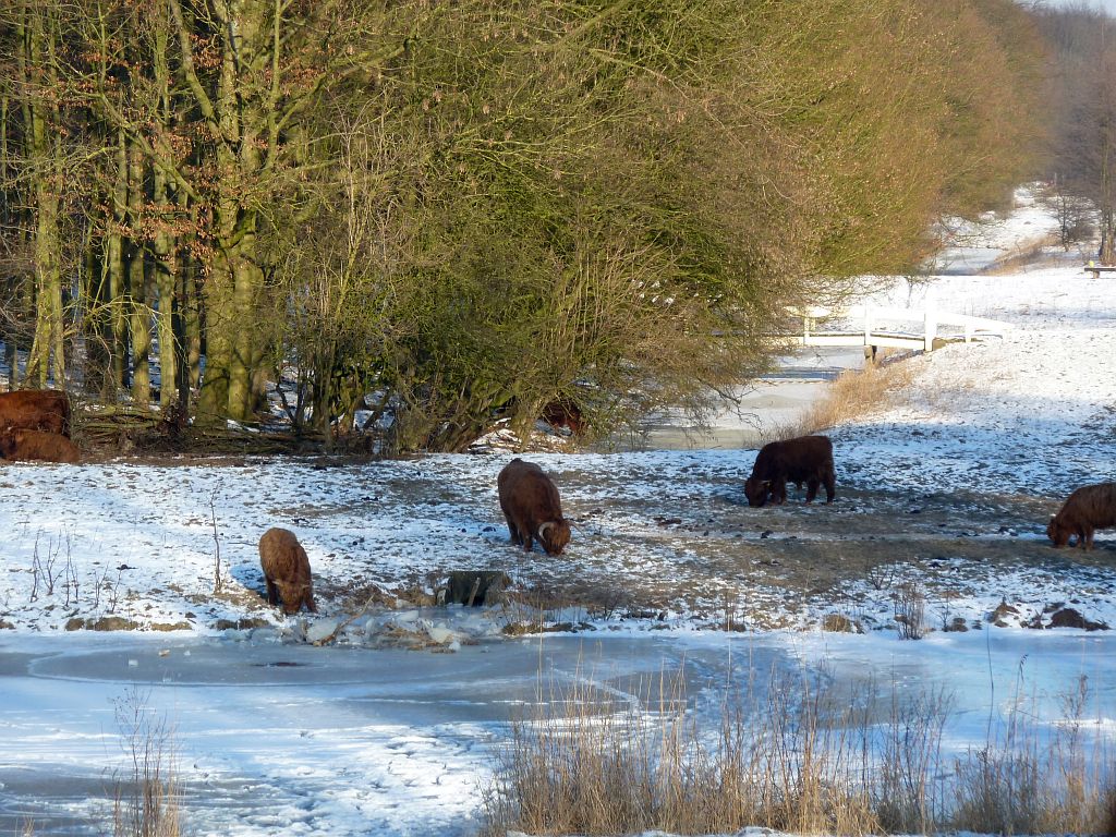 Schotse Hooglanders - Amsterdam