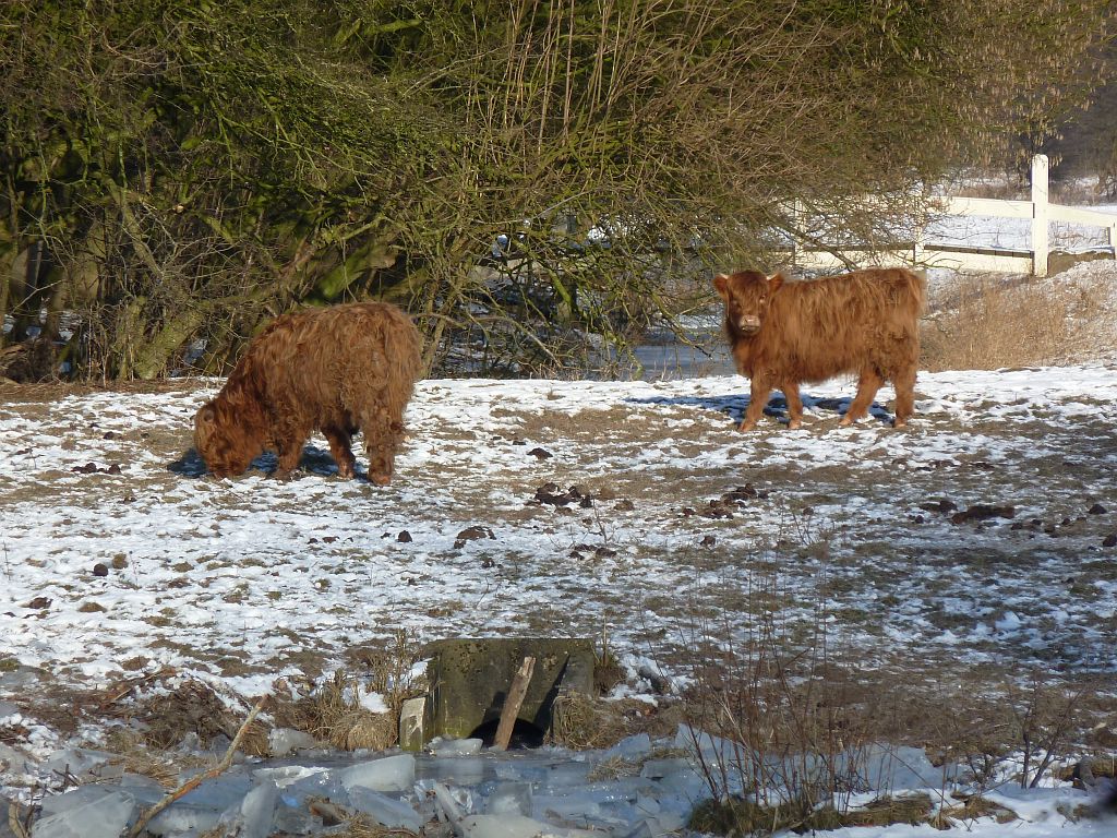 Schotse Hooglanders - Amsterdam