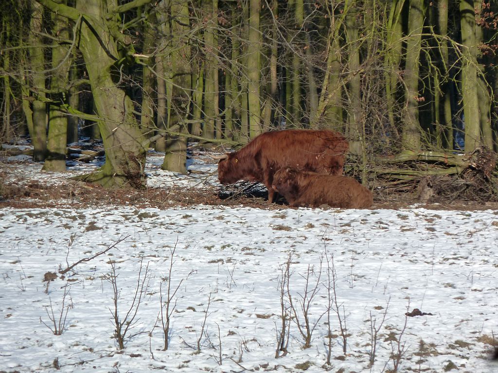 Schotse Hooglanders - Amsterdam