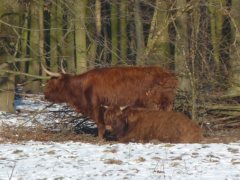 Schotse Hooglanders - Amsterdam