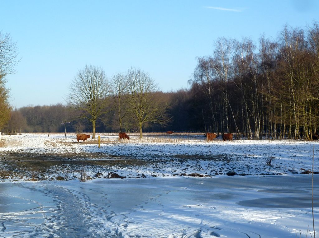 Schotse Hooglanders en Singel - Amsterdam