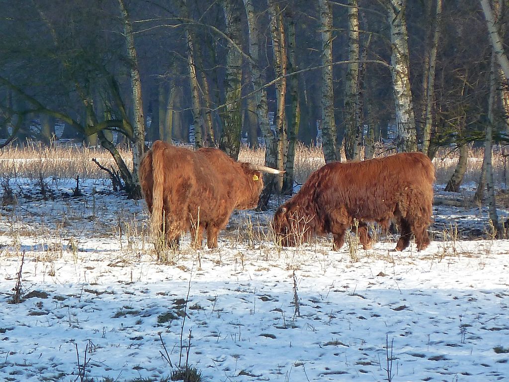 Schotse Hooglanders - Amsterdam