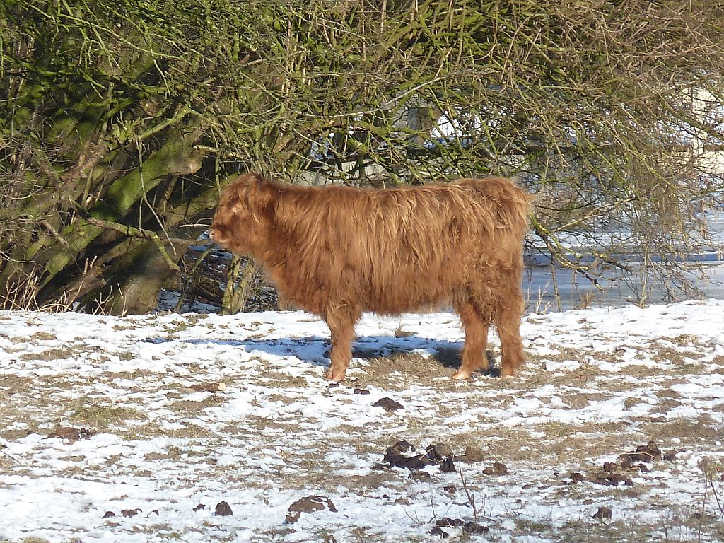 Schotse Hooglanders - Amsterdam