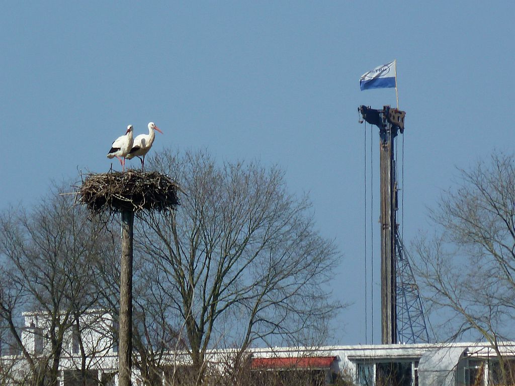 Schapenweide - Ooievaars - Amsterdam