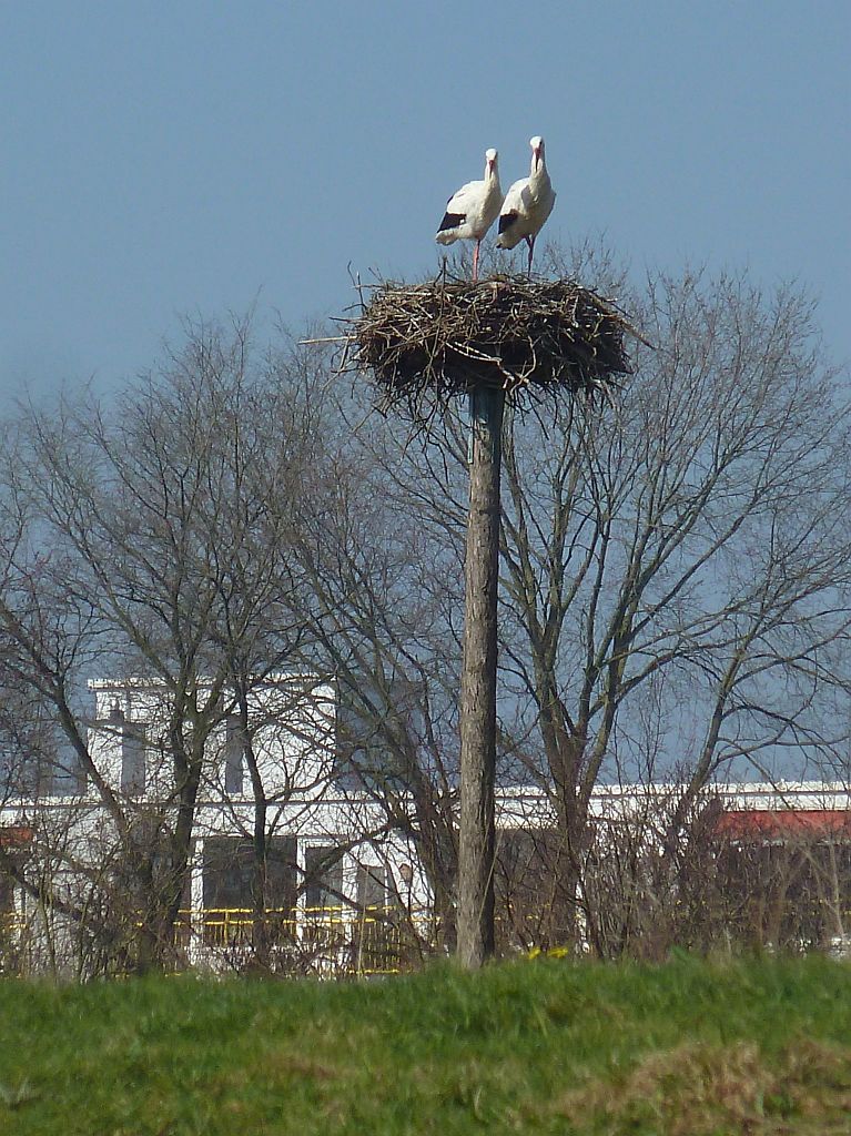 Schapenweide - Ooievaars - Amsterdam