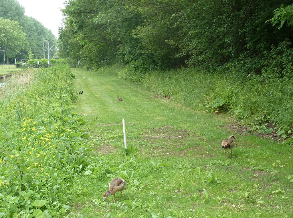 Spoorslag - Amsterdam
