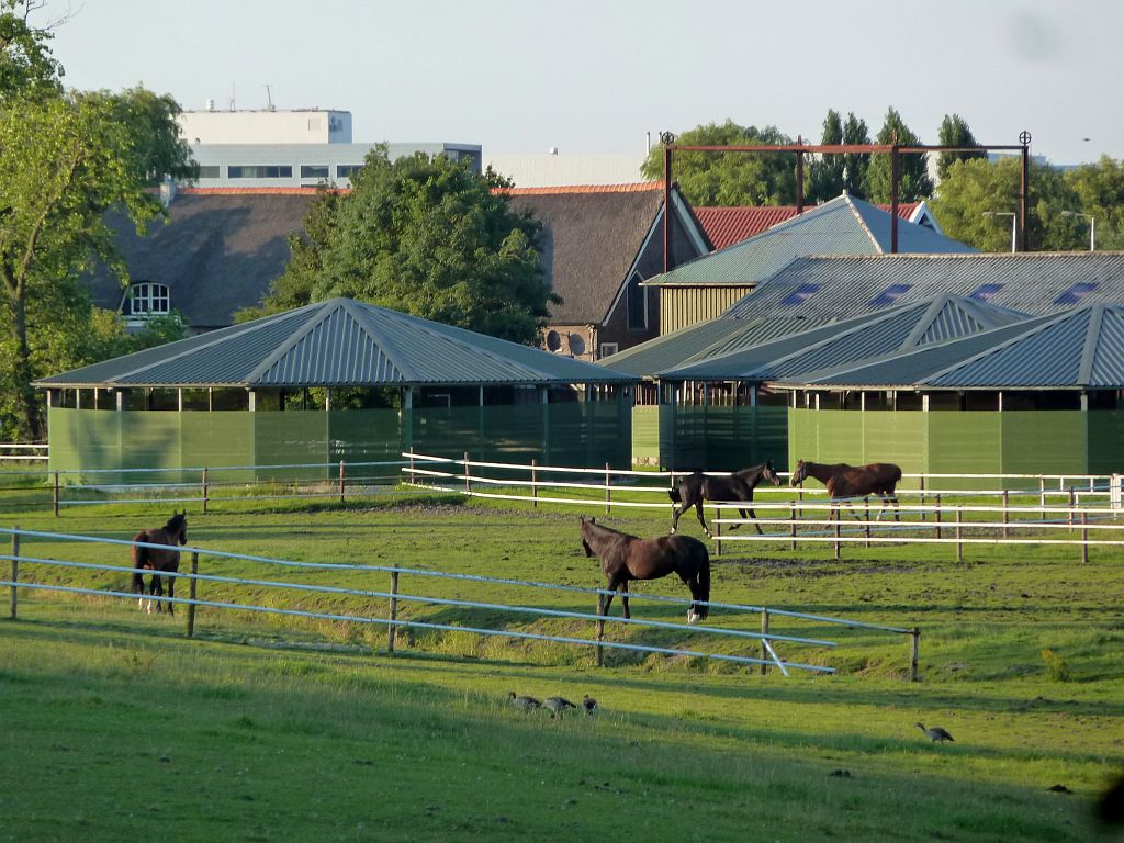 Paardensportcentrum Wennekers - Amsterdam