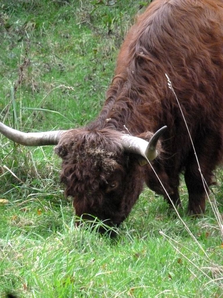 Schotse Hooglanders - Amsterdam