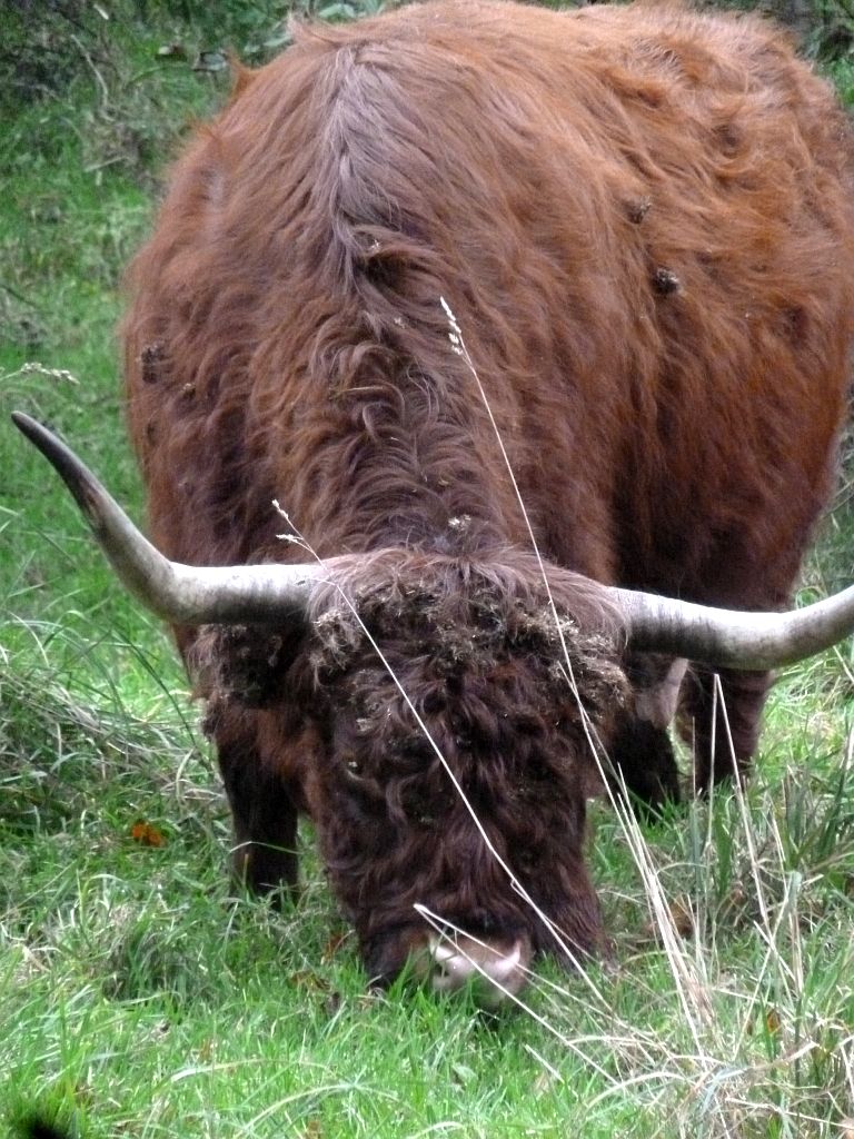 Schotse Hooglanders - Amsterdam