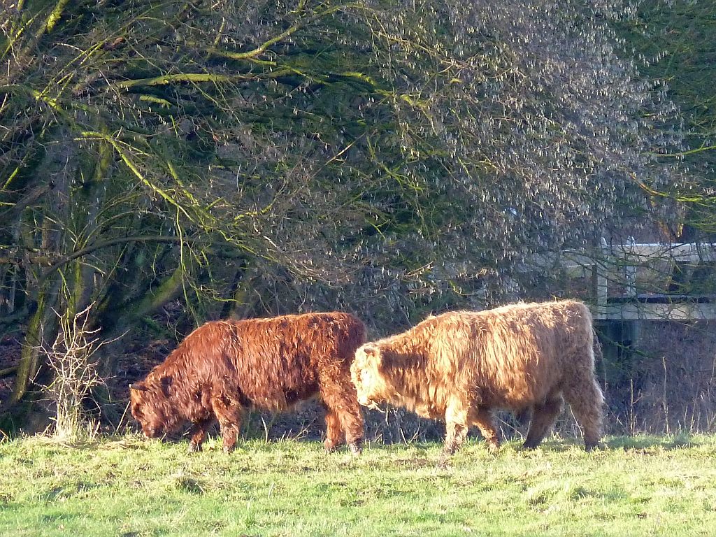 Schotse Hooglanders - Amsterdam