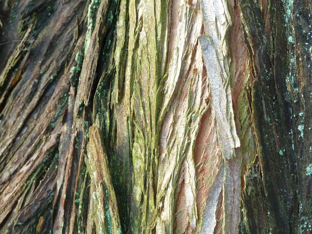 Giant Sequoia - Amsterdam