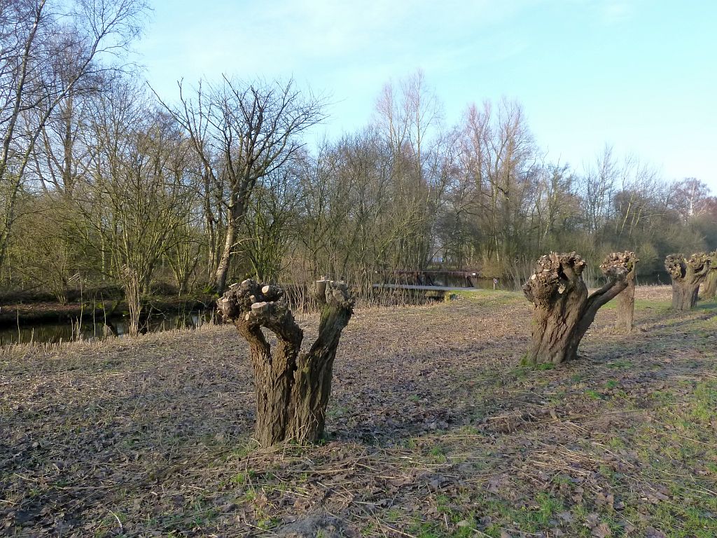 Wilgenlaantje - Amsterdam