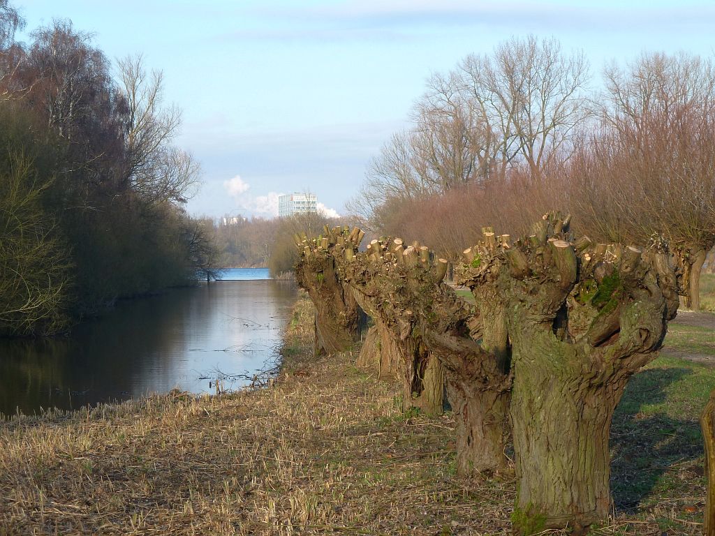 Wilgenlaantje - Amsterdam