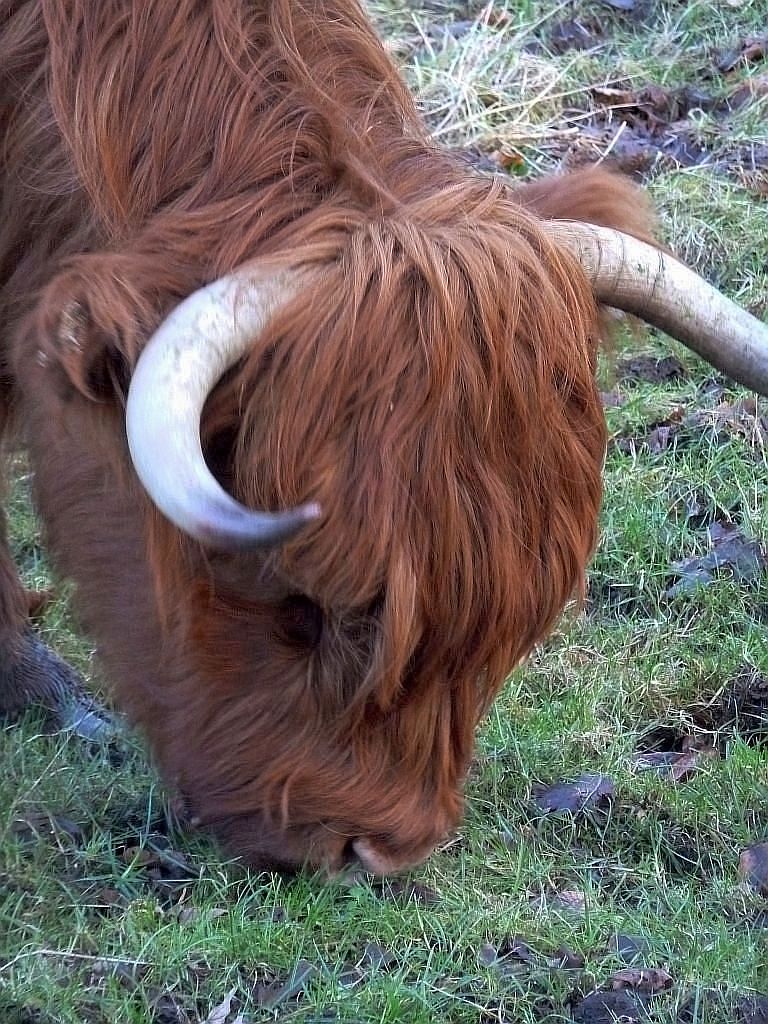 Schotse Hooglanders - Amsterdam