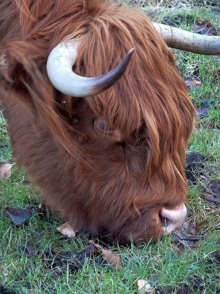 Schotse Hooglanders - Amsterdam
