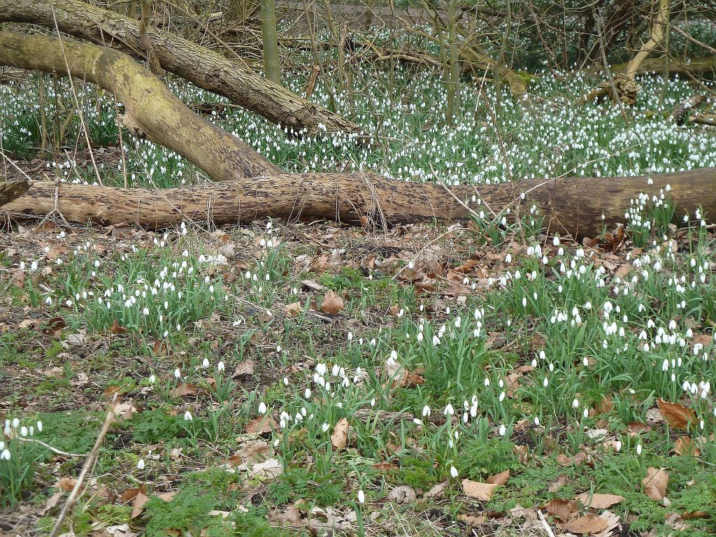 Sneeuwklokjes - Amsterdam