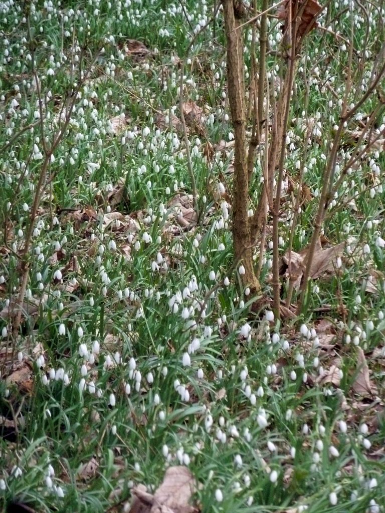 Sneeuwklokjes - Amsterdam