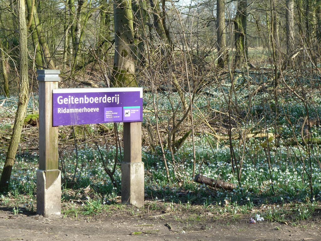 Sneeuwklokjes - Amsterdam