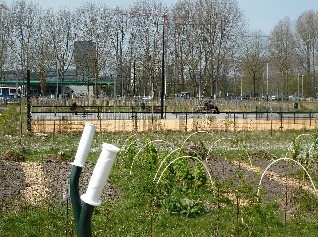 Tijdelijk Park Zuidas - Moestuin van Restaurant Bolenius - Amsterdam