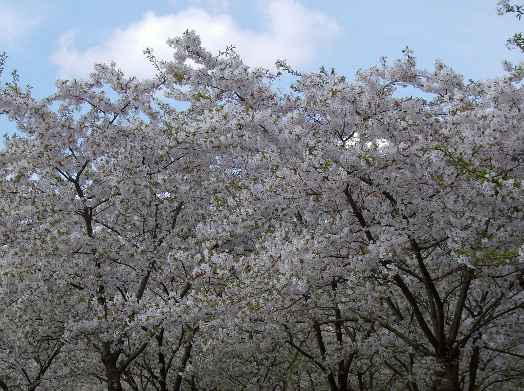 Bloesempark - Amsterdam