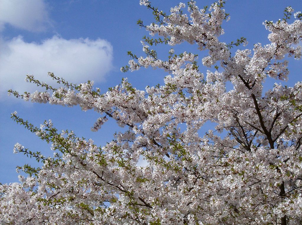 Bloesempark - Amsterdam