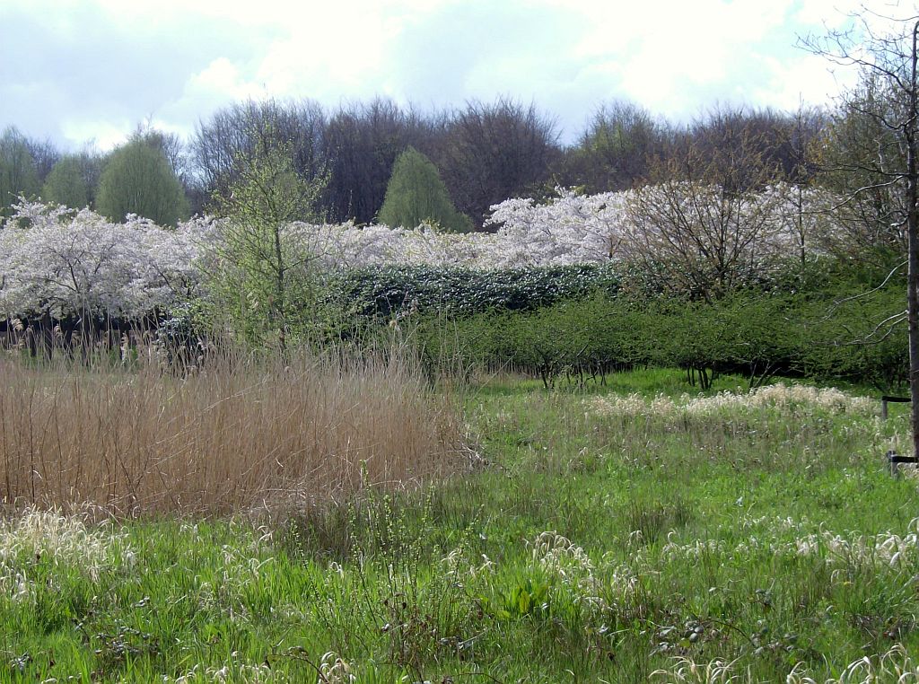 Bloesempark - Amsterdam