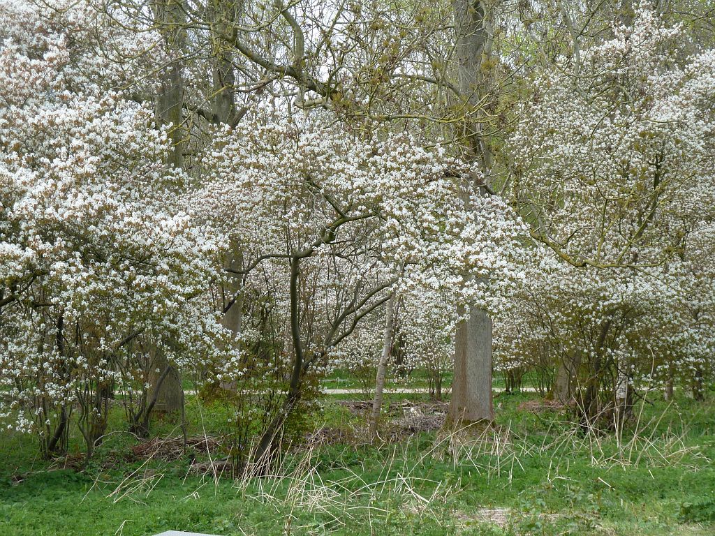 Tussen Klein Kinderbad en Brug 551 - Krentenboom - Amsterdam