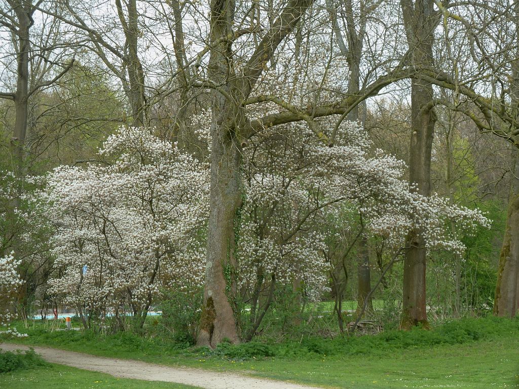 Tussen Klein Kinderbad en Brug 551 - Krentenboom - Amsterdam