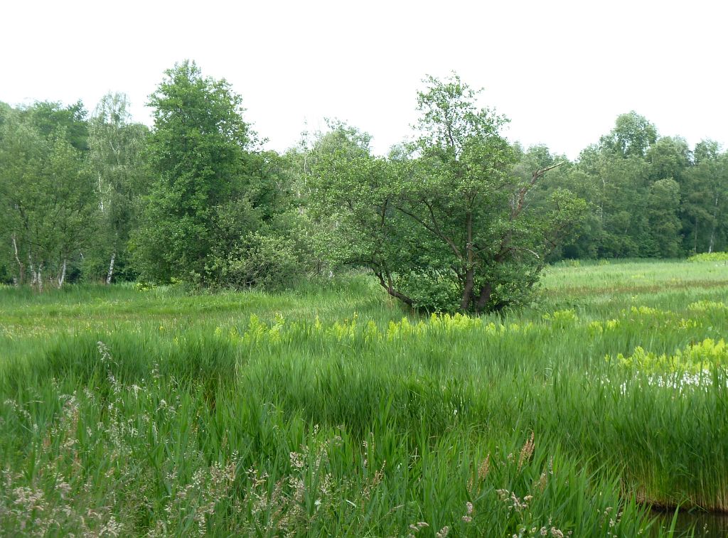 Oeverlanden De Poel - Amsterdam