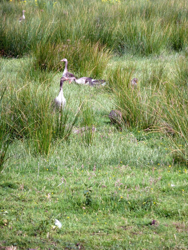 Oeverlanden De Poel - Amsterdam