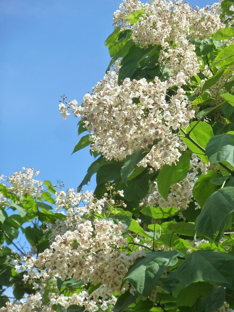 Bomen en Planten - Amsterdam