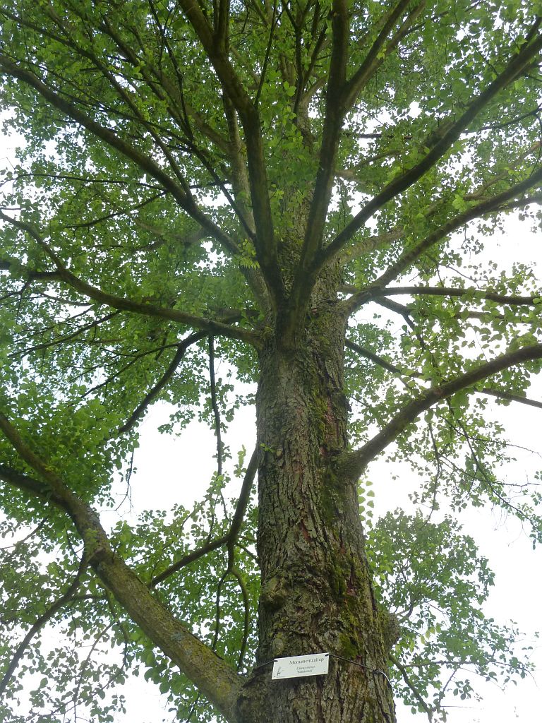 Bomen en Planten - Monumentaaliep - Amsterdam