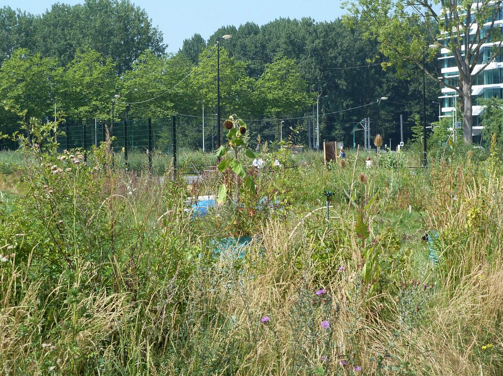 Tijdelijk Park Zuidas - Amsterdam