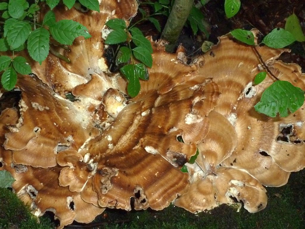 Paddestoelen - Amsterdam