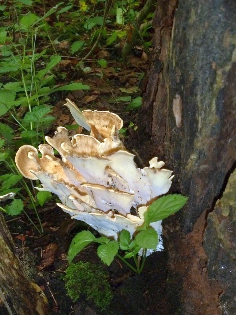 Paddestoelen - Amsterdam