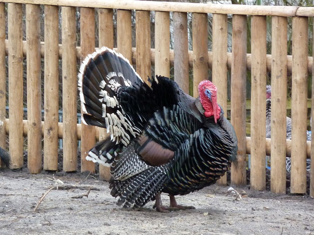 Stadsboerderij de Amsteldieren - Amsterdam