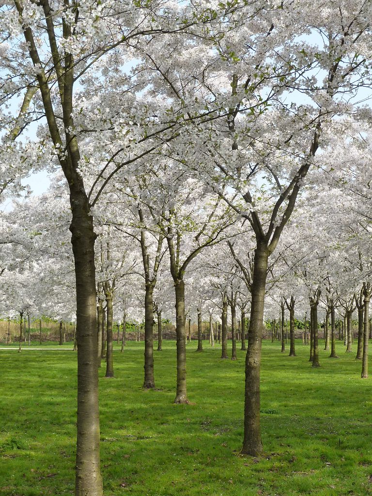 Bloesempark - Amsterdam