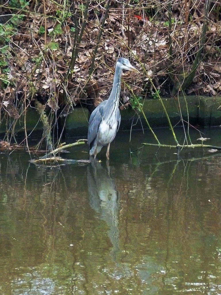 Taludweg - Blauwe Reiger - Amsterdam