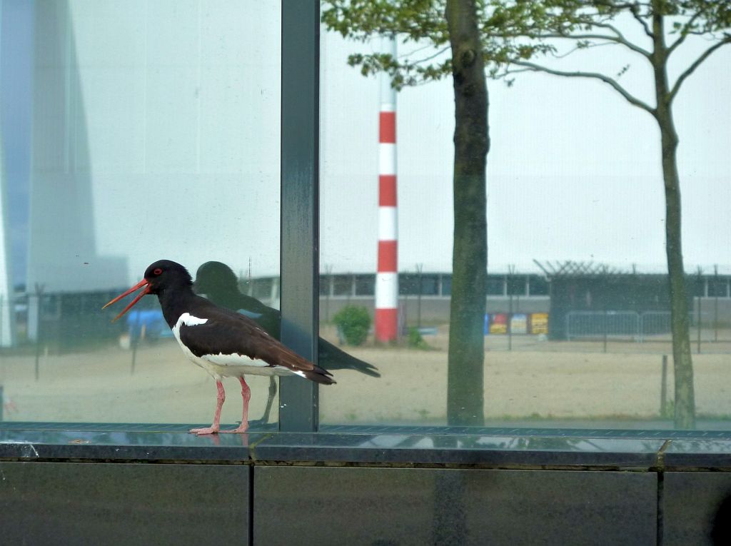 Stationsplein Zuidwest - Scholekster - Amsterdam