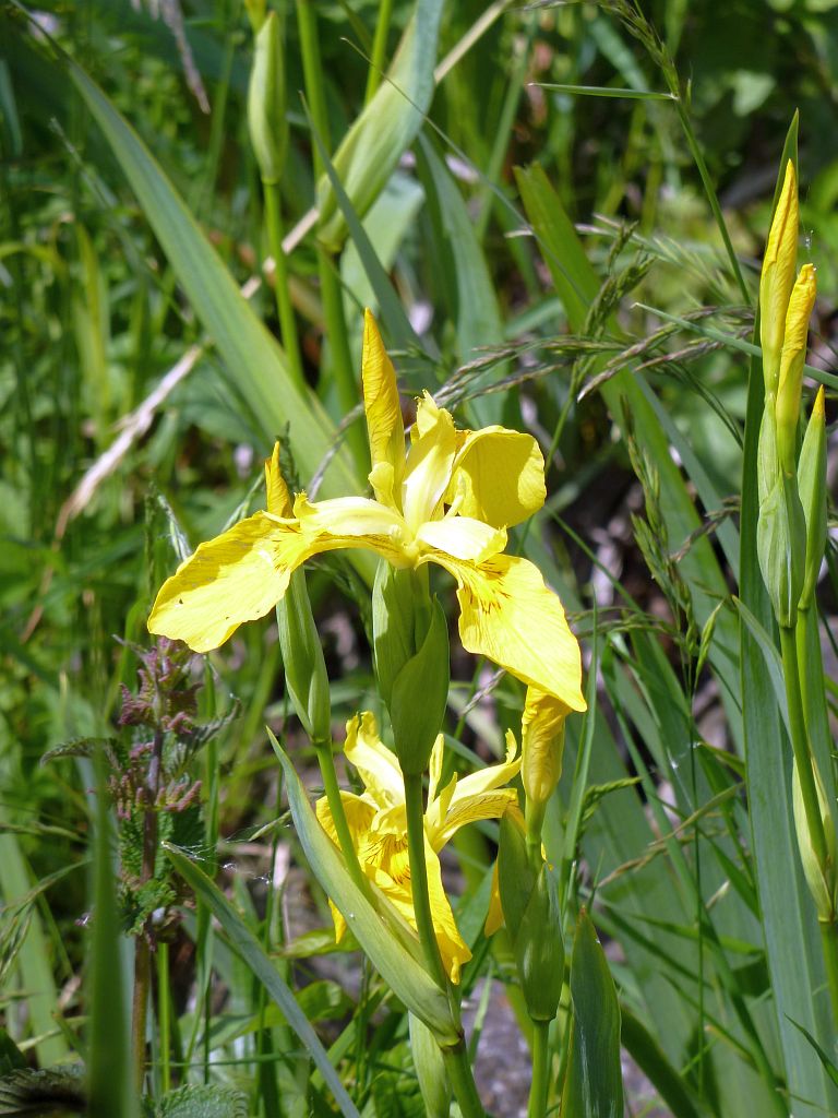 Mr. Jac. Takkade - Amsterdam