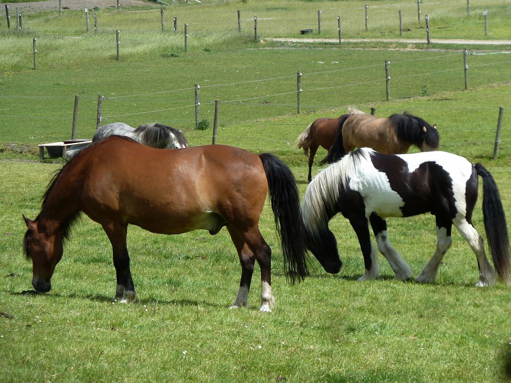 Paardensportcentrum Wennekers - Amsterdam