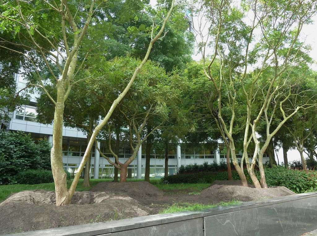 Aanleg Fietsenstalling Gustav Mahlerplein - Verhuizing bomen - Amsterdam