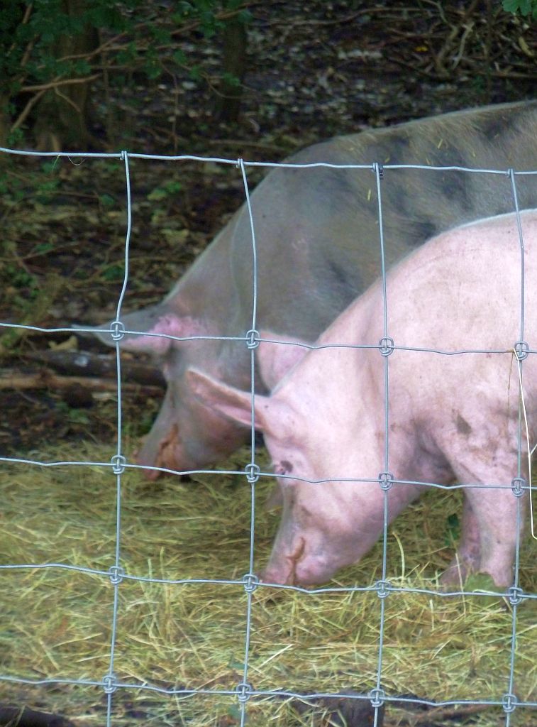 Bofkont Universiteit - Amsterdam
