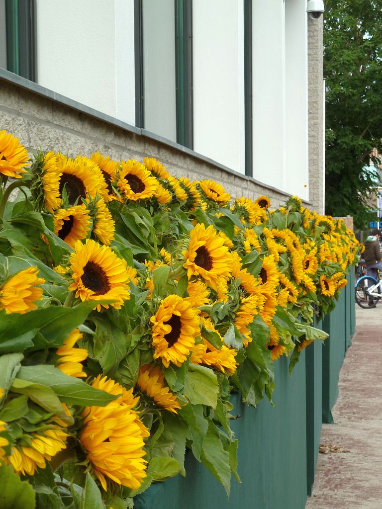Van Gogh Museum - 125.000 Zonnebloemen ivm Opening Entree - Amsterdam