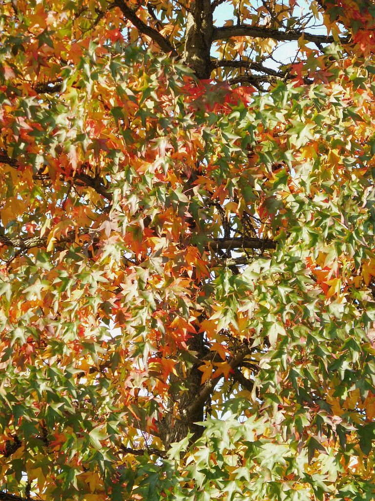 Beatrixpark - Bomen en Planten - Amsterdam