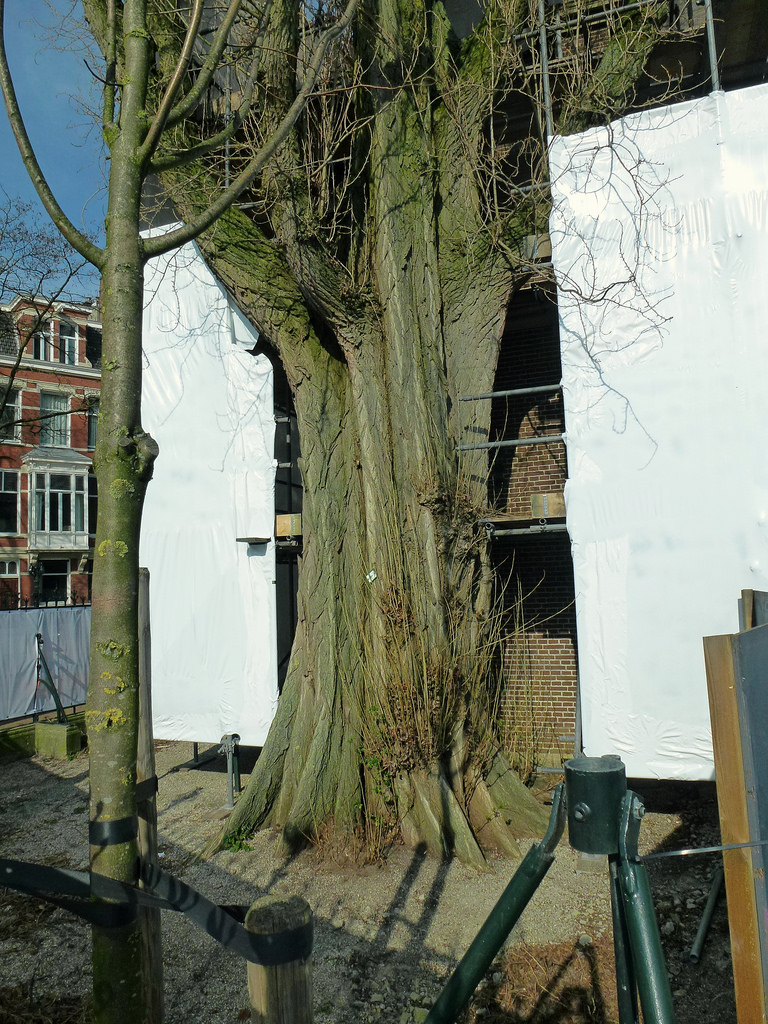 Rijksmuseumtuin - Westzijde - Amsterdam